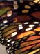  Le sanctuaire des papillons Monarques